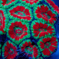 aussie icy fire acans