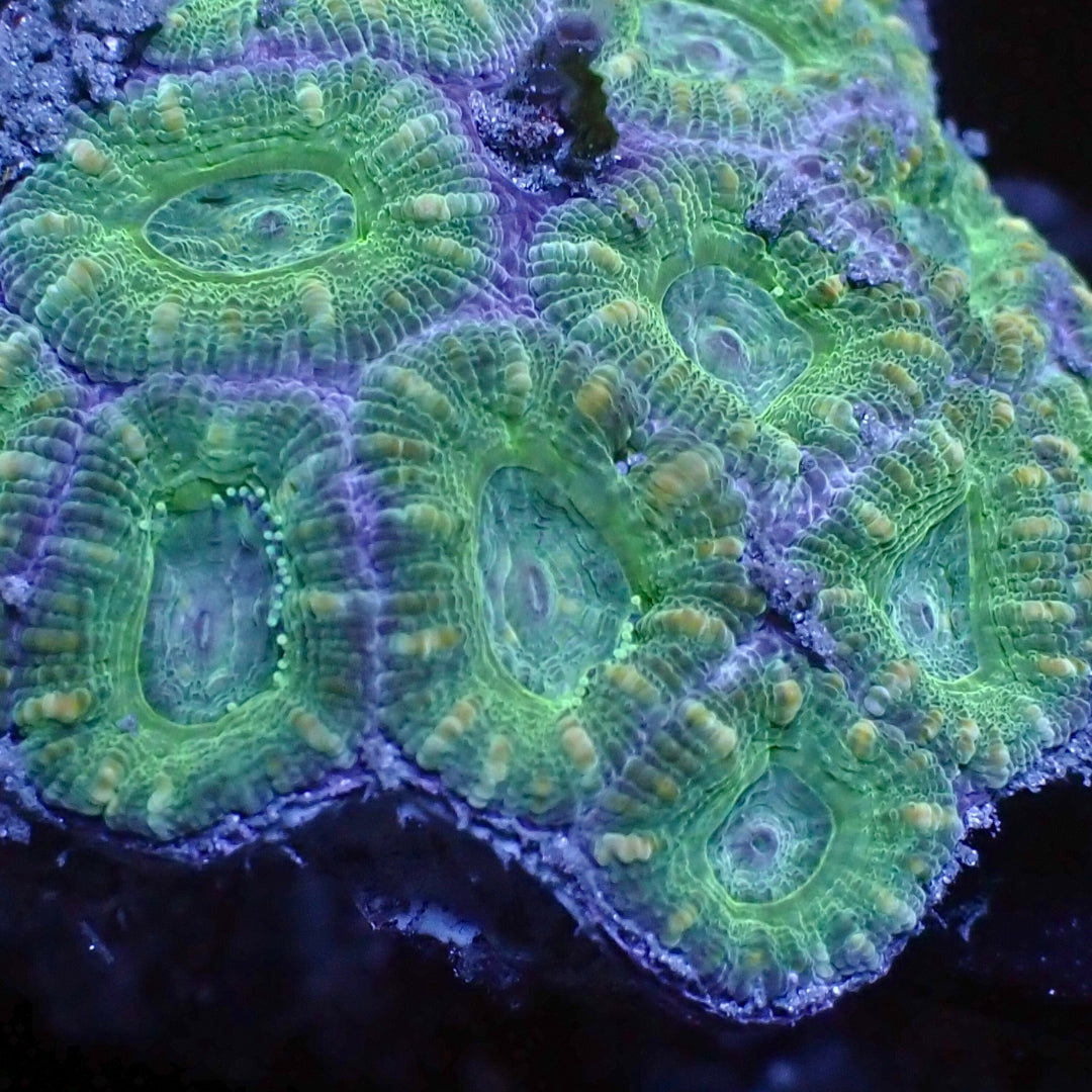 aussie peach green acans