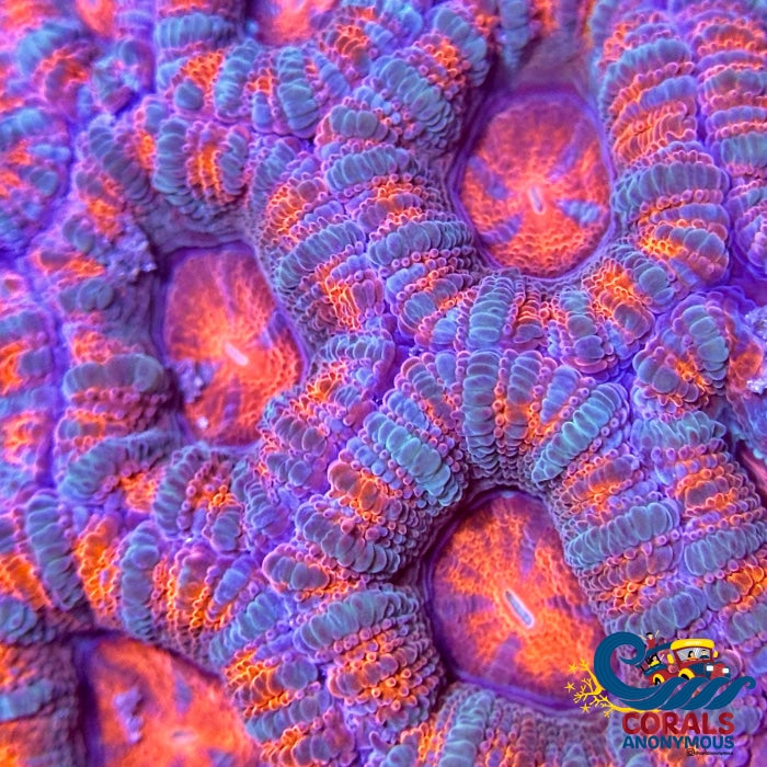 Carnival Inferno Acans (2-3 Polyps) Acans