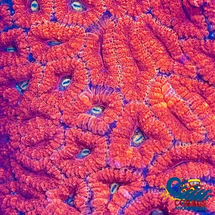 Cherry Top Acans (2-3 Polyps) Acans