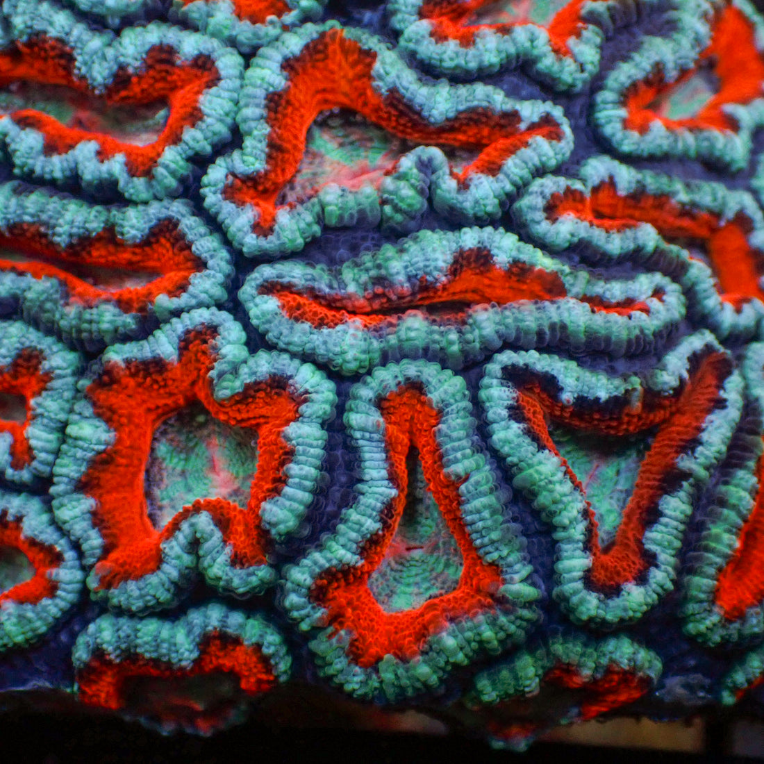 Cotton Candy Swirl Acans 2-3 Polyps