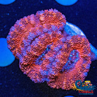 Darth Maul Acans (2-3 Polyps) Acans