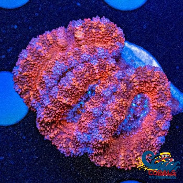 Darth Maul Acans (2-3 Polyps) Acans