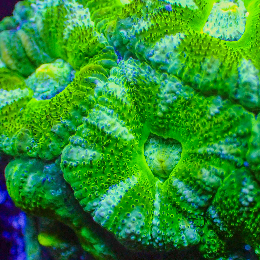 Emerald Peppermint Acan 2-3 polyps