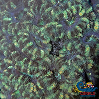 Green Acans (2-3 Polyps) Acans