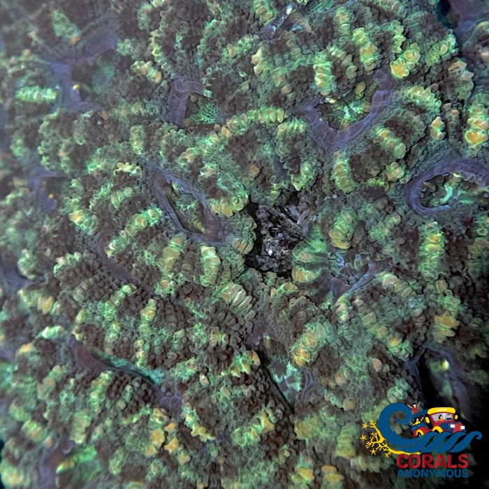 Green Acans (2-3 Polyps) Acans