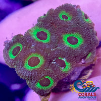 Green Alien Hive Acan Micromussa (1 Frag) Acans