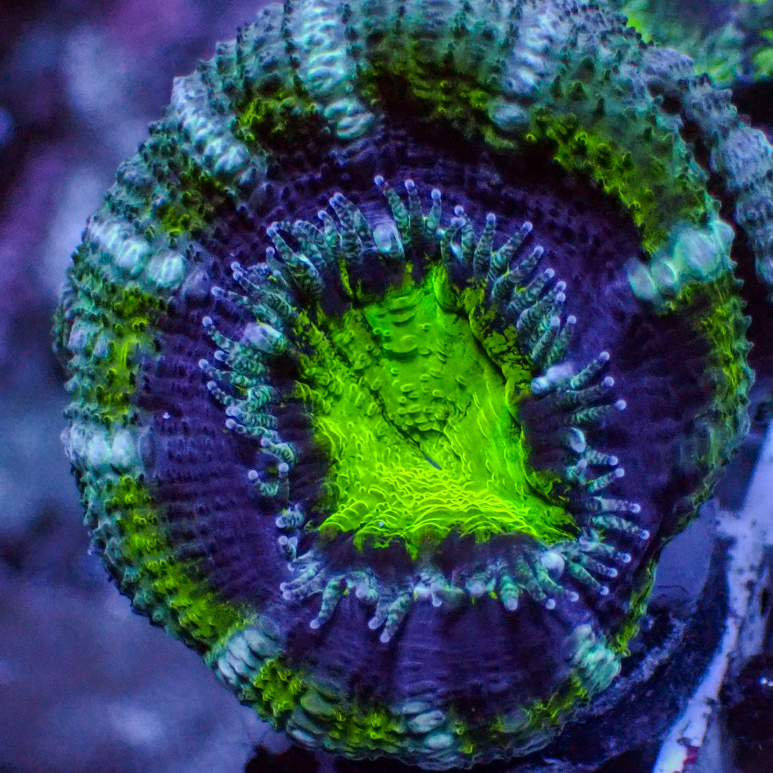 Green Rimmed Blue Acans (2-3 Polyps)