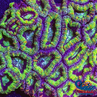 Luck Of The Irish Acans (2-3 Polyps) Acans