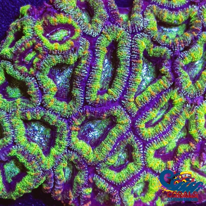 Luck Of The Irish Acans (2-3 Polyps) Acans