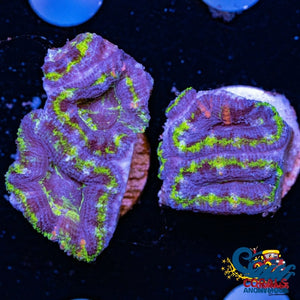 Luck Of The Irish Acans (2-3 Polyps) Acans