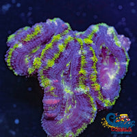 Luck Of The Irish Acans (2-3 Polyps) Acans
