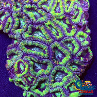 Luck Of The Irish Acans (2-3 Polyps) Acans

