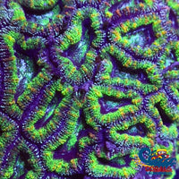 Luck Of The Irish Acans (2-3 Polyps) Acans