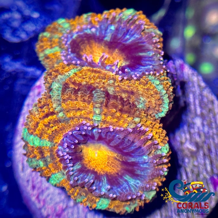 Neon Green Stripe Orange Acans (2-3 Polyps) Acans