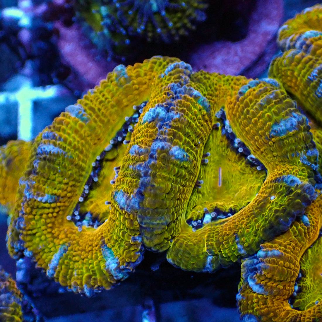 Neon Yellow Rimmed Orange Acans (2-3 Polyps)