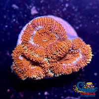 Orange Indo Acans (1 Frag) Acans
