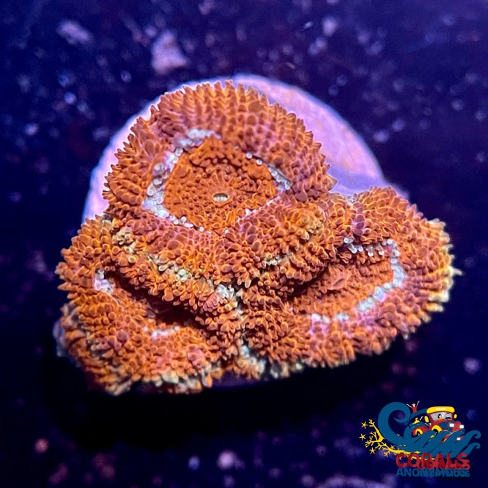 Orange Indo Acans (1 Frag) Acans