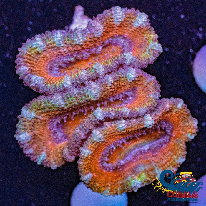 Orange Rainbow Acans (2-3 Polyps) Acans