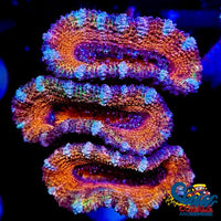 Orange Rainbow Acans (2-3 Polyps) Acans
