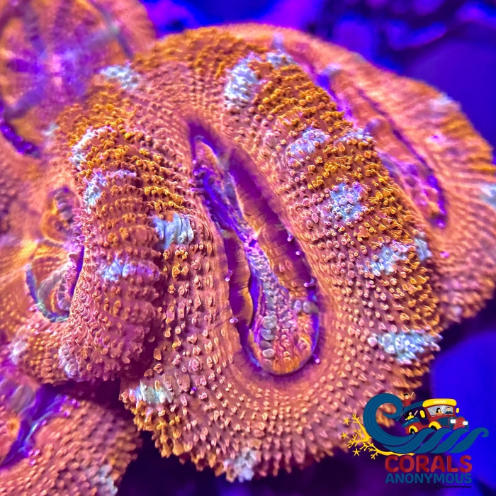 Pink Candy Cane Acans (2-3 Polyps) Acans