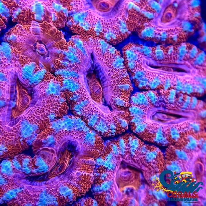 Pink Panther Acans (2-3 Polyps) Acans