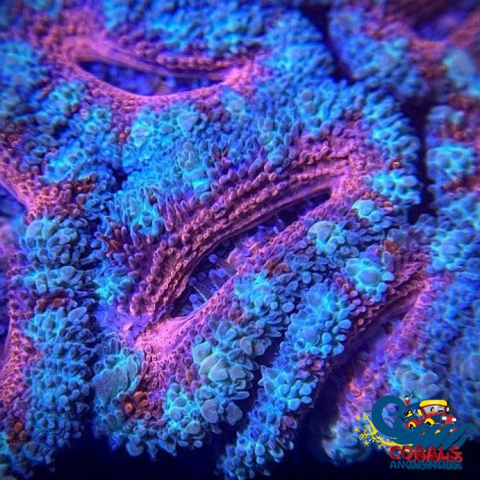 Pink Rainbow Acans (2-3 Polyps)