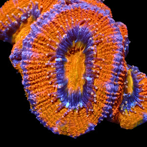 Purpleberry Mandarin Acans (2-3 Polyps) - Corals Anonymous
