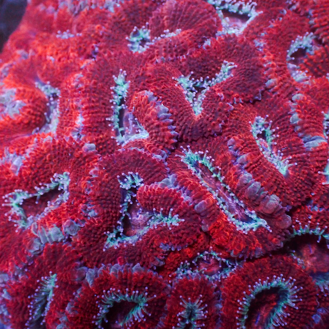 Red Acans (2-3 Polyps) - Corals Anonymous