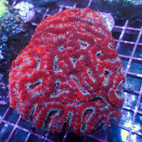 Red Acans (2-3 Polyps) - Corals Anonymous
