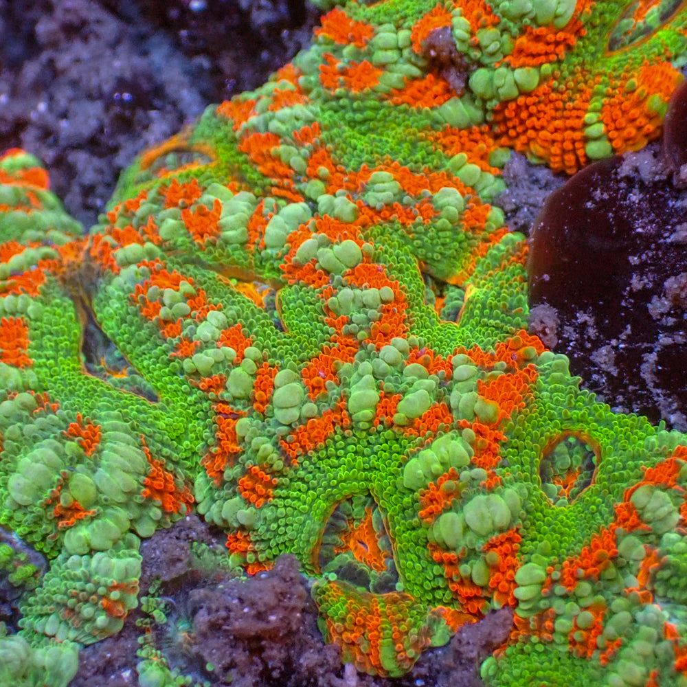 Shamrock Acans (2-3 Polyps) - Corals Anonymous