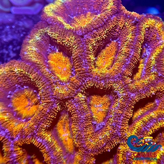 Solar Orange Acans (2-3 Polyps) Acans