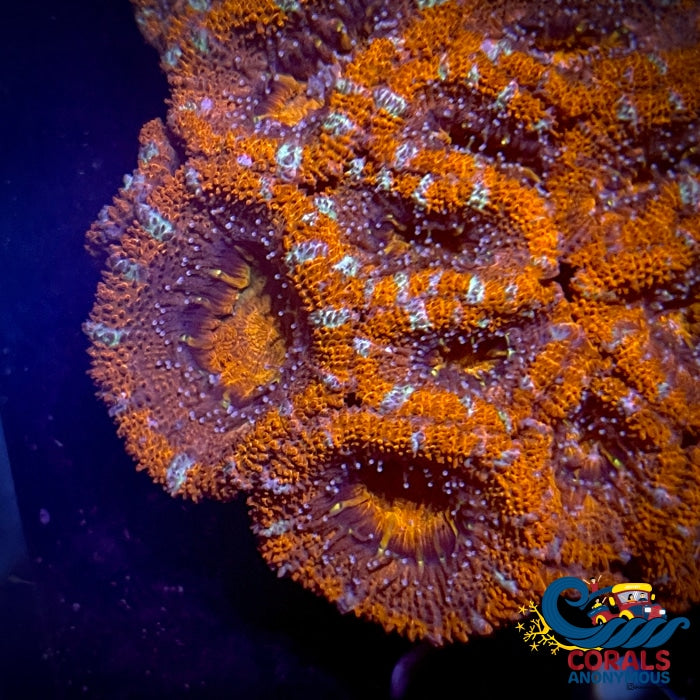 Teal Stripe Orange Acans (2-3 Polyps) Acans
