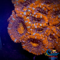 Teal Stripe Orange Acans (2-3 Polyps) Acans
