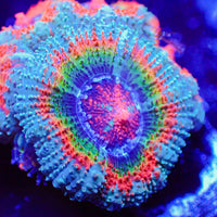 Ultra Aussie Rainbow Cosmic Ray Acan (2-3 Polyp) - Corals Anonymous