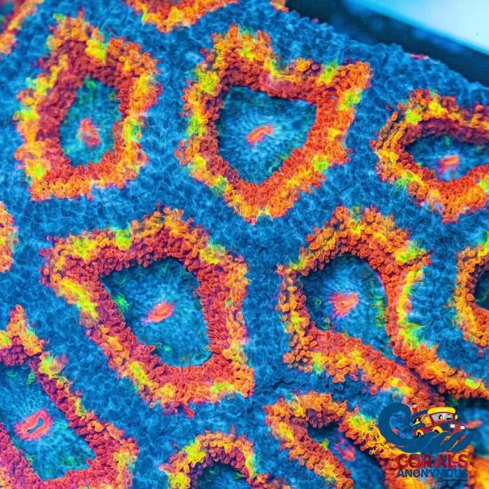 Ultra Rainbow Coldfire Acans (2-3 Polyps) Acans