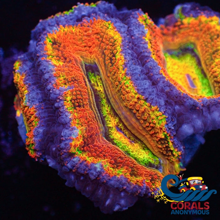 Ultra Rainbow Cosmic Ray Acans (2-3 Polyps) (Ua 8) Acans
