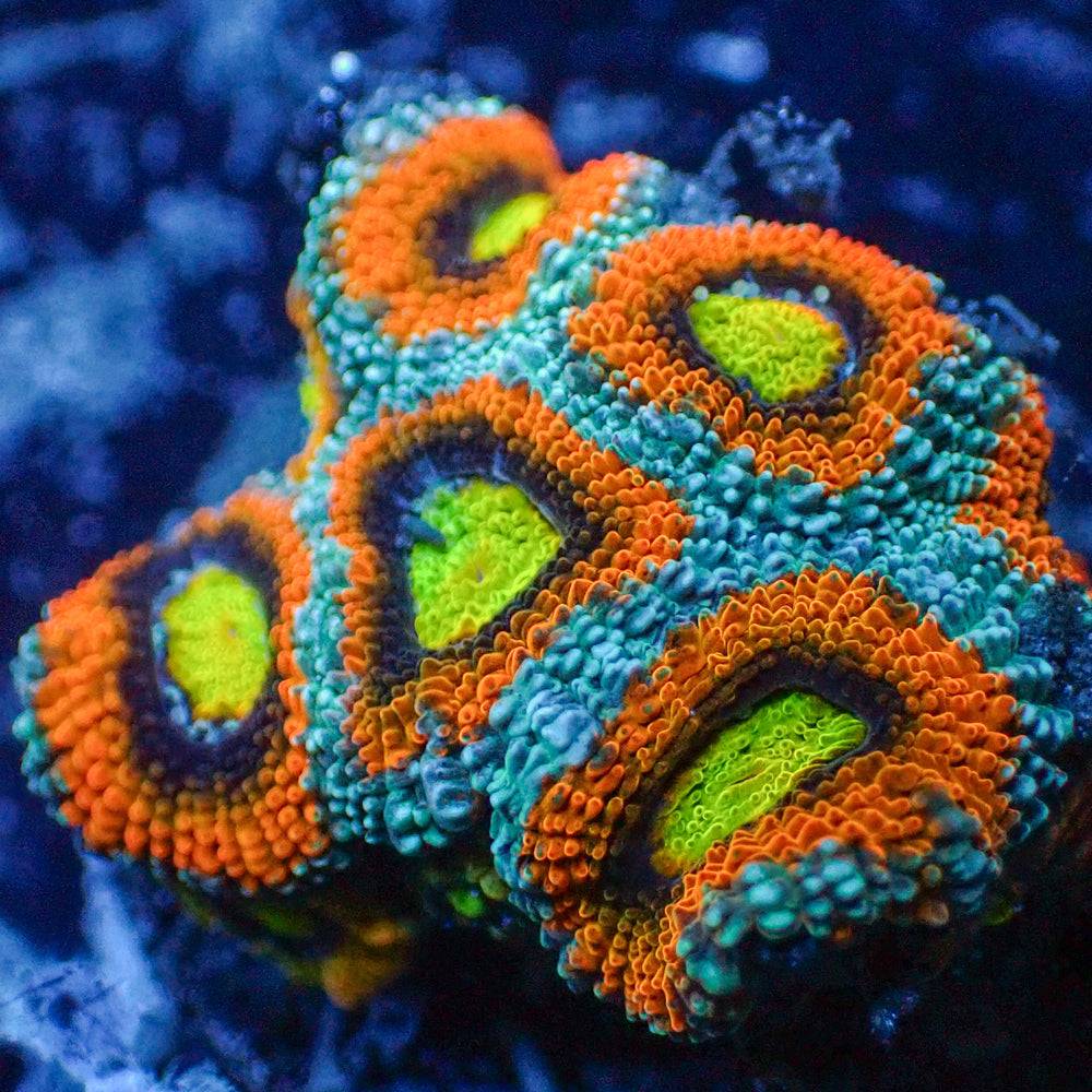 Ultra Rainbow Toxicity Acan Micromussa (3-5 Polyps) - Corals Anonymous