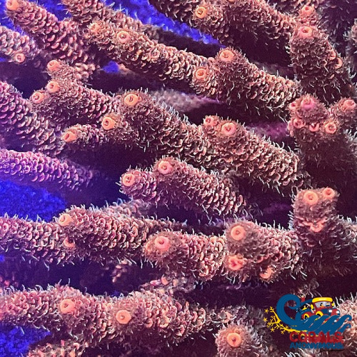 Orange Tip Green Rainbow Acropora (1 Frag) Acropora