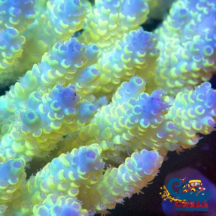 Aussie Lemon Ice Acropora (1 Frag) Acropora