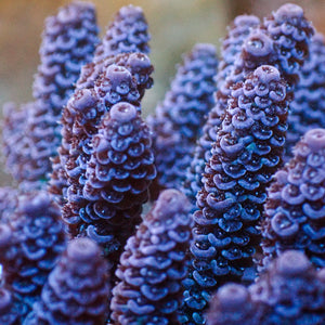 aussie pastel purple acropora