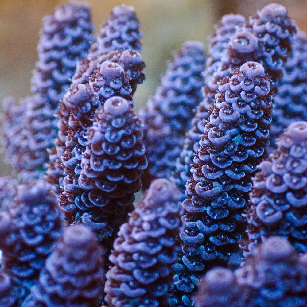 aussie pastel purple acropora