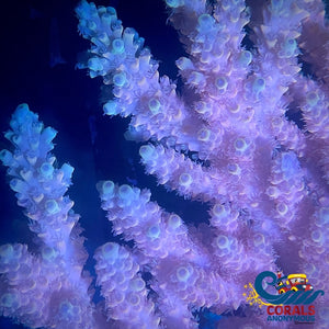 Aussie Pink Crush Table Acropora (1 Frag) Acropora
