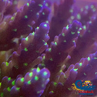 Green Tip Blue Acropora (1 Frag) Acropora