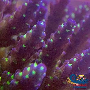 Green Tip Blue Acropora (1 Frag) Acropora
