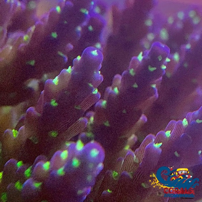 Green Tip Blue Acropora (1 Frag) Acropora
