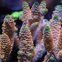 Mango Mojito Acropora (1” Frag)
