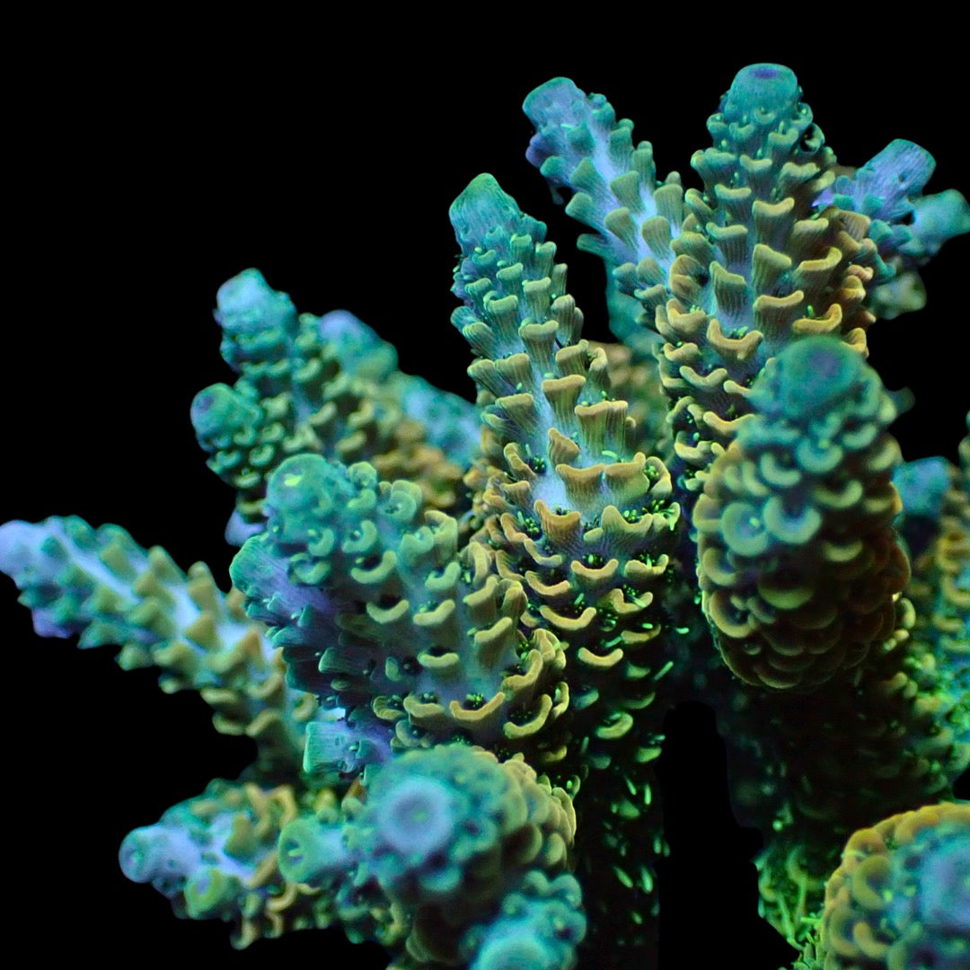 Miami Bliss Acropora (1” Frag) | Corals Anonymous