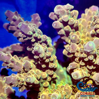 Mystic Gold Acropora (1 Frag) Acropora
