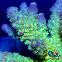 Nuclear Blossom Acropora (1 Frag) Acropora
